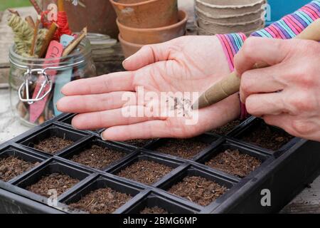 Aussaat von Salatsaaten in einem wiederverwendeten modularen Saattablett mit einem Gartendibber zur Unterstützung der Saatgutabstände. GROSSBRITANNIEN Stockfoto