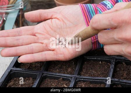 Aussaat von Salatsaaten in einem wiederverwendeten modularen Saattablett mit einem Gartendibber zur Unterstützung der Saatgutabstände. GROSSBRITANNIEN Stockfoto