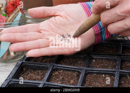 Aussaat von Salatsaaten in einem wiederverwendeten modularen Saattablett mit einem Gartendibber zur Unterstützung der Saatgutabstände. GROSSBRITANNIEN Stockfoto