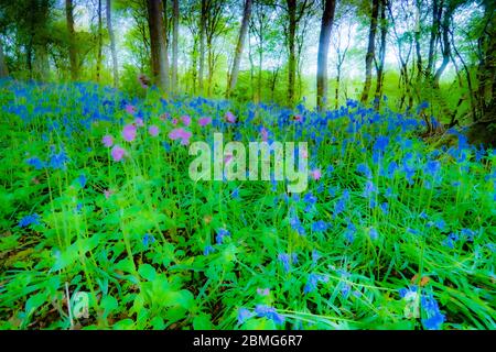 Frühling blüht und bluebells in einem Wald in der Morgensonne in Nord Wales UK. Stockfoto