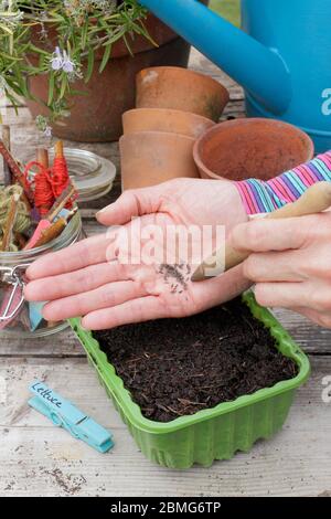 Aussaat "Liittle Gem" Salat Samen in einem Upcycling Kunststoff-Lebensmittel-Tablett mit einem Garten dibber zu unterstützen Saatabstand. GROSSBRITANNIEN Stockfoto