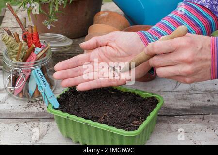 Aussaat "Liittle Gem" Salat Samen in einem Upcycling Kunststoff-Lebensmittel-Tablett mit einem Garten dibber zu unterstützen Saatabstand. GROSSBRITANNIEN Stockfoto