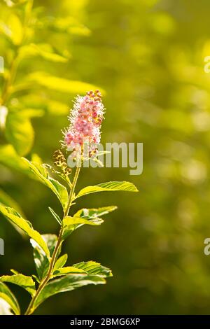 Zarte rosa Blume Nahaufnahme auf einem Zweig in sonnigem goldenem Licht gebadet. Kleine Blumen Nahaufnahme, Hintergrund in Unschärfe, Sommer Sonnenuntergang Stockfoto