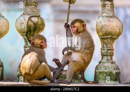Makaken-Affen genießen ihre Zeit im Taung Kalat auf dem Mt. Popa, Myanmar. Stockfoto