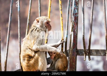 Makake Affe schützt ihr Kind bei Taung Kalat auf Mt. Popa, Myanmar. Stockfoto