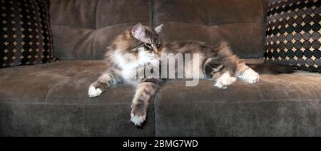 Tabby sibirische Katze auf einem grauen Sofa ausgestreckt Stockfoto