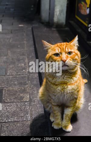 Streunende Ingwerkatze schaut auf Kamera und bettelt in Istanbul, Türkei, nach Nahrung Stockfoto