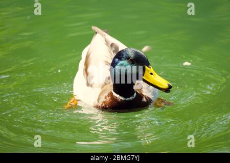 Einzelne männliche Ente auf dem Wasser schwimmend nach links. Farbenfrohe Fotografie, Nahaufnahme. Reflexionen der Ente auf der Wasseroberfläche. Stockfoto