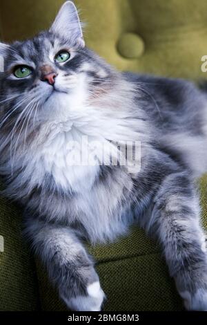 Sibirische Katze auf einem grünen Sofa liegend, die an der Kamera in einem New Yorker Loft-Apartment vorbeischaut Stockfoto