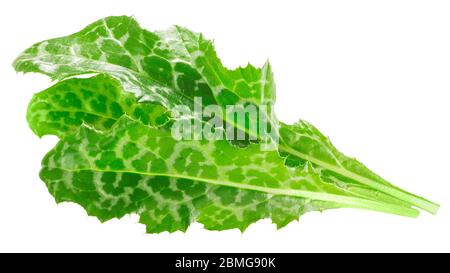 Milchdistelblätter (Silybum marianum), isoliert Stockfoto
