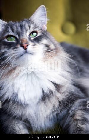 Nahaufnahme einer grau-weißen, gestromten sibirischen Katze, die auf einem grünen Sofa liegt Stockfoto