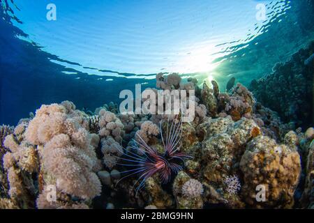 Im Dunkeln im Roten Meer hängen Löwenfische über tropischen Korallen Stockfoto