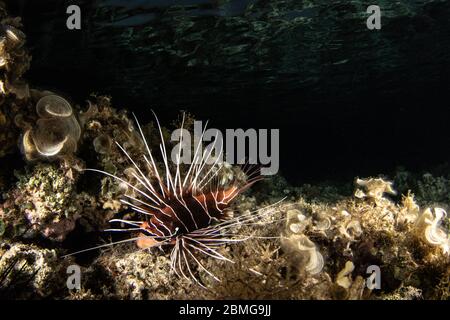 Im Dunkeln im Roten Meer hängen Löwenfische über tropischen Korallen Stockfoto