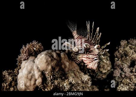 Im Dunkeln im Roten Meer hängen Löwenfische über tropischen Korallen Stockfoto