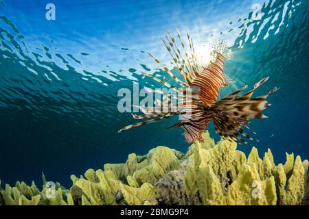 Löwenfische hängen über tropischen Korallen im kristallklaren Wasser des Roten Meeres mit der Sonne hinter dem Schwanz und blauem Wasser im Hintergrund Stockfoto