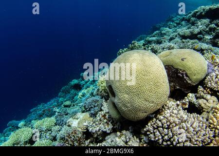 Boulder Gehirn Koralle im flachen Wasser mit Korallenriff und blauem Wasser im Hintergrund. Blaues Loch, Dahab, Rotes Meer Stockfoto