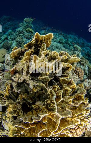 Tropische Korallen mit blauem Wasserhintergrund im Roten Meer Stockfoto