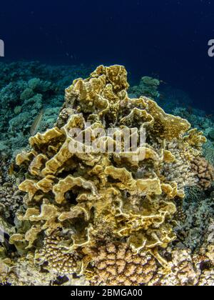 Tropische Korallen mit blauem Wasserhintergrund im Roten Meer Stockfoto