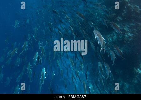 Große trevally (Caranx) Schule Schwimmen im roten Meer, Ras Mohamed Nationalpark Stockfoto