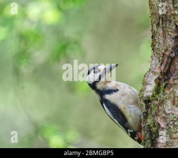 Buntspecht Stockfoto