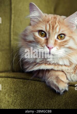 Gesicht einer Ingwer sibirischen Katze auf der Seite eines grünen Sessels liegen Stockfoto