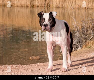 Pitbull Hund posiert an einem Teich für ein natürliches Licht Porträt Stockfoto