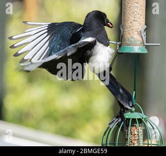 Elster nimmt Erdnüsse aus einem Gartenvogelfutter, nachdem er Sittiche beobachtet hat. Dieser große Vogel der Krähenfamilie sieht auf diese Weise unbändig füttern. Stockfoto