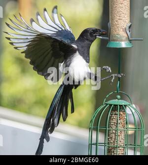 Elster nimmt Erdnüsse aus einem Gartenvogelfutter, nachdem er Sittiche beobachtet hat. Dieser große Vogel der Krähenfamilie sieht auf diese Weise unbändig füttern. Stockfoto