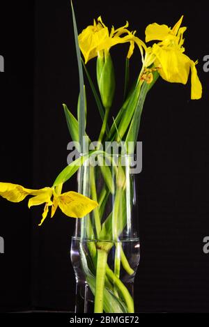 Stillleben von Iris in einer klaren Glasvase Stockfoto