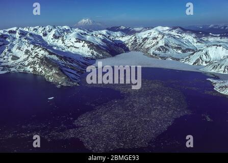 SKAMANIA COUNTY, WASHINGTON, USA - 1982: Mount St. Helens und Blockschade im Spirit Lake, nach einem großen Ausbruch im Mai 1980. Stockfoto