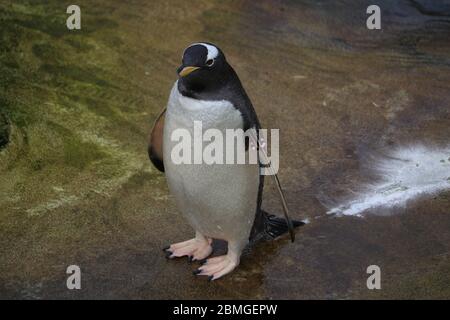 Gentoo Penguin (Pygoscelis papua) stand im Zoo von Edinburgh auf Stockfoto