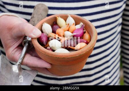 Zwiebel setzt sich in einen Tontopf. Die Sorten Allium cepa 'Red Baron', 'Snowball' und 'Centurion'. GROSSBRITANNIEN Stockfoto