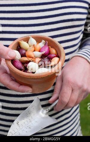 Zwiebel setzt sich in einen Tontopf. Die Sorten Allium cepa 'Red Baron', 'Snowball' und 'Centurion'. GROSSBRITANNIEN Stockfoto