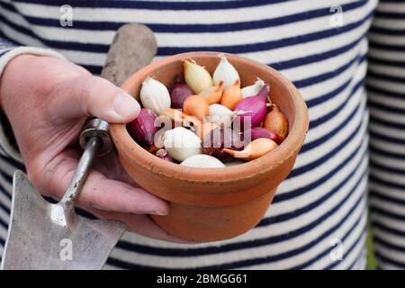 Zwiebel setzt sich in einen Tontopf. Die Sorten Allium cepa 'Red Baron', 'Snowball' und 'Centurion'. GROSSBRITANNIEN Stockfoto