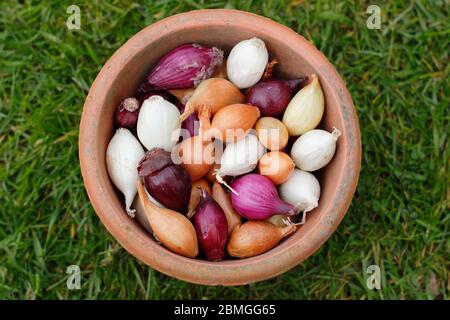 Zwiebel setzt sich in einen Tontopf. Die Sorten Allium cepa 'Red Baron', 'Snowball' und 'Centurion'. GROSSBRITANNIEN Stockfoto