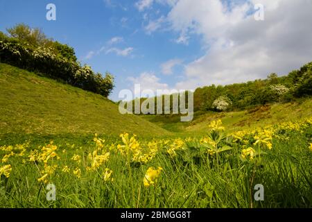 Blühende Kuhfritschen im Ancaster Valley, Lincolnshire Wildlife Trust Stockfoto