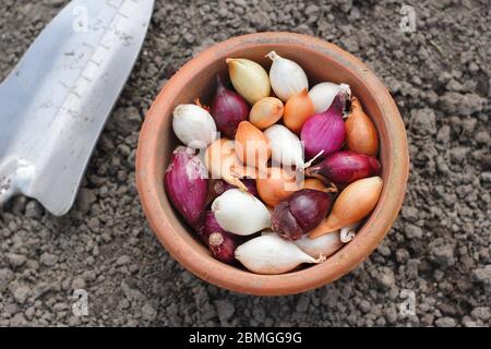 Zwiebel setzt sich in einen Tontopf. Die Sorten Allium cepa 'Red Baron', 'Snowball' und 'Centurion'. GROSSBRITANNIEN Stockfoto