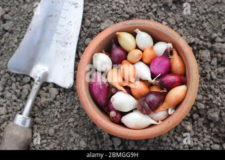 Zwiebel setzt sich in einen Tontopf. Die Sorten Allium cepa 'Red Baron', 'Snowball' und 'Centurion'. GROSSBRITANNIEN Stockfoto