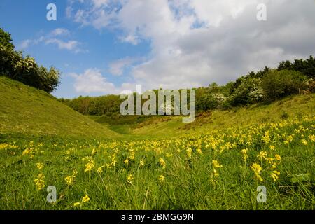 Blühende Kuhfritschen im Ancaster Valley, Lincolnshire Wildlife Trust Stockfoto