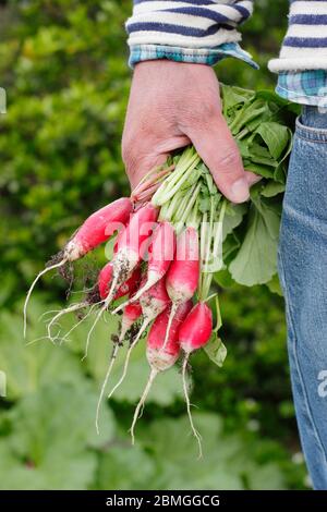 Frisch gepflückter, selbstangebauter Rettich mit Blättern, Auswahl an französischem Frühstück. Raphanus sativus. Stockfoto