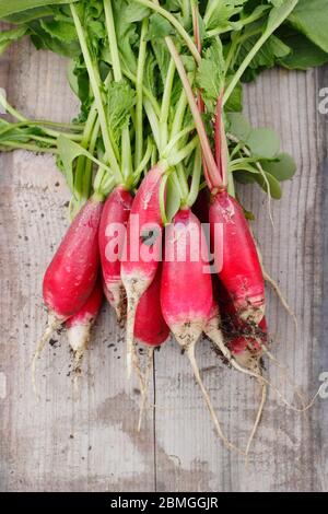 Raphanus sativus. Ein paar frisch gepflückte, selbstangebaute Rettichsorte, 'French Breakfast' im Frühling. GROSSBRITANNIEN Stockfoto