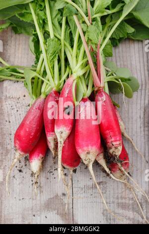 Raphanus sativus. Ein paar frisch gepflückte, selbstangebaute Rettichsorte, 'French Breakfast' im Frühling. GROSSBRITANNIEN Stockfoto