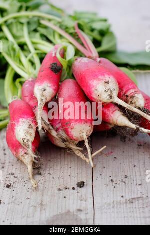 Raphanus sativus. Ein paar frisch gepflückte, selbstangebaute Rettichsorte, 'French Breakfast' im Frühling. GROSSBRITANNIEN Stockfoto