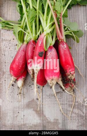 Raphanus sativus. Ein paar frisch gepflückte, selbstangebaute Rettichsorte, 'French Breakfast' im Frühling. GROSSBRITANNIEN Stockfoto