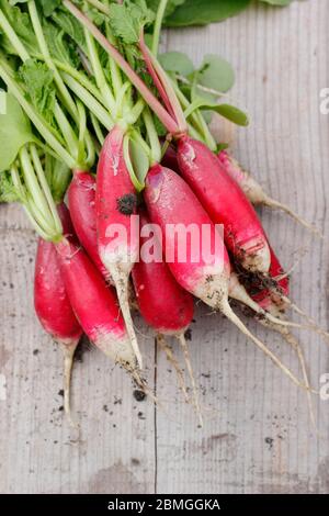 Raphanus sativus. Ein paar frisch gepflückte, selbstangebaute Rettichsorte, 'French Breakfast' im Frühling. GROSSBRITANNIEN Stockfoto