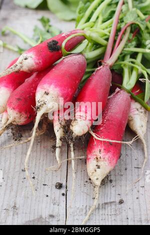 Raphanus sativus. Ein paar frisch gepflückte, selbstangebaute Rettichsorte, 'French Breakfast' im Frühling. GROSSBRITANNIEN Stockfoto