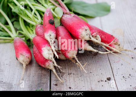 Raphanus sativus. Ein paar frisch gepflückte, selbstangebaute Rettichsorte, 'French Breakfast' im Frühling. GROSSBRITANNIEN Stockfoto