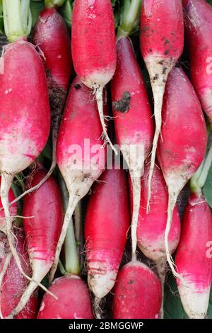 Frisch gepflückter, selbstgewachsener Rettich mit noch angebauten Blättern, Auswahl an französischem Frühstück. Raphanus sativus. Stockfoto