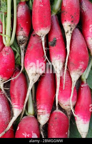 Frisch gepflückter, selbstgewachsener Rettich mit noch angebauten Blättern, Auswahl an französischem Frühstück. Raphanus sativus. Stockfoto