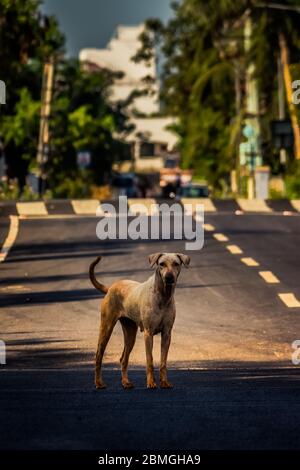 Adult Street Dog sitzt mitten in der belebten Straße der Stadt. Streuner Hund auf der Mitte der Straße isoliert Straße Hintergrund. Stockfoto